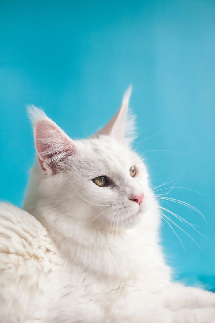 White cat with long whiskers gazing upward in Cat Essentials for healthy felines.