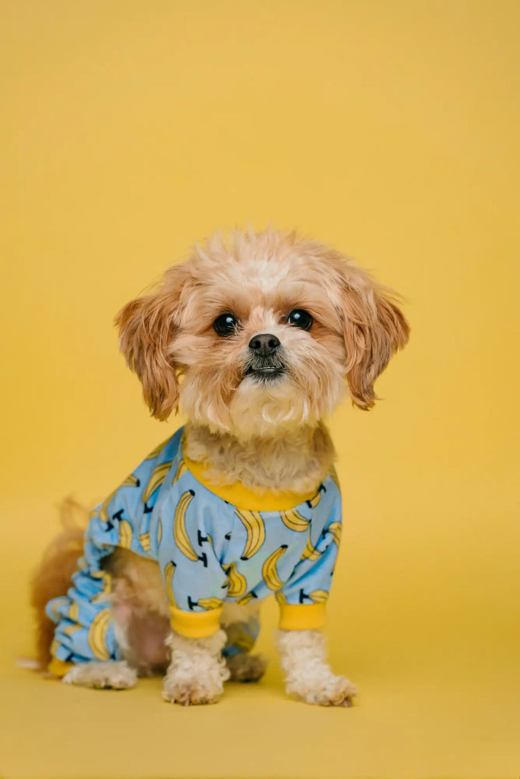 Shih Tzu puppy in blue patterned pajamas from the Dogs collection