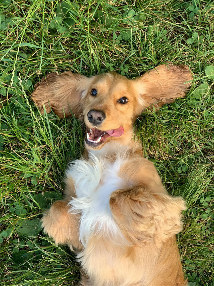 Happy long-haired Dachshund with floppy ears relaxing in green grass.