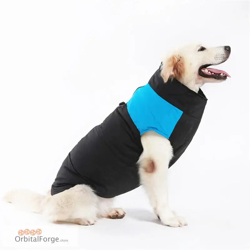 White dog wearing a black and blue winter coat.