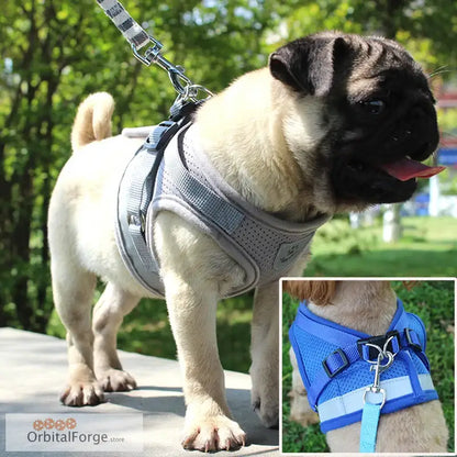 Pug dog wearing a reflective mesh harness with leash attached.