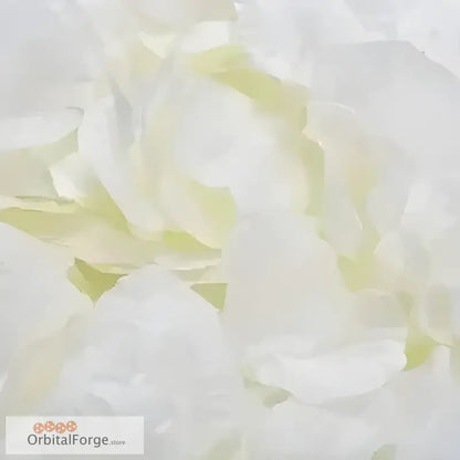 Delicate white peony petals with subtle cream undertones.