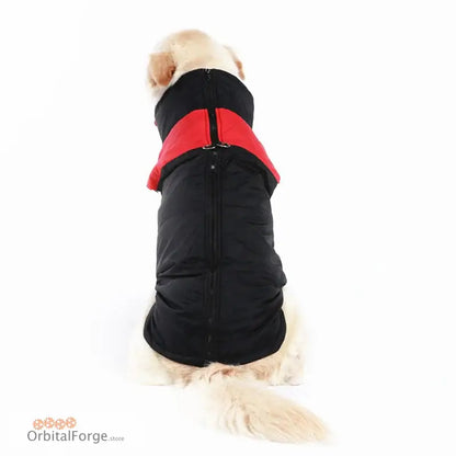 Dog wearing a black and red winter coat.